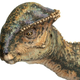 Image for article titled Pachycephalosaurs were the kings of head butting
